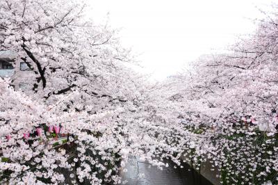 ２０１６　春　　目黒川の桜　満開です！　週末は花見盛り上がりそう