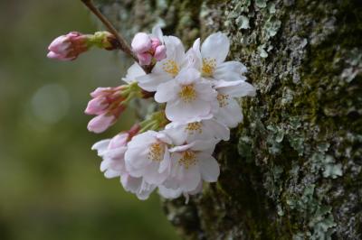 古都鎌倉散策、新緑芽生える寸前（ソメイヨシノが開花！）