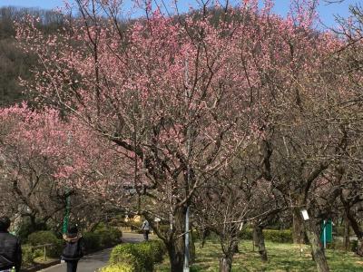 名鉄沿線・春を感じながら…お散歩珍道中