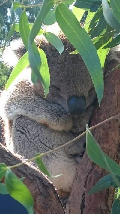 オーストラリア動物に会いに行く☆ヒールズビル　サンクチュアリー