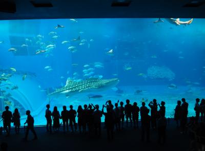 ２６年ぶりの沖縄　美ら海水族館　（２）