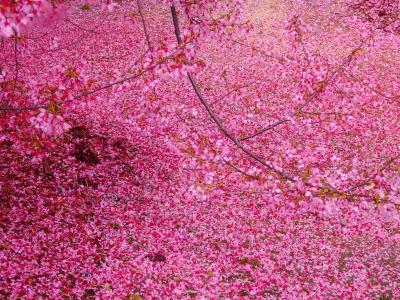ソメイヨシノの開花を前に落ちてこその椿、舞ってこその桜
