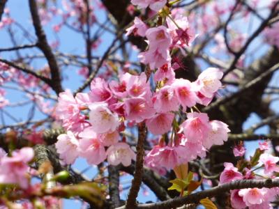 伊豆高原の大寒桜は終わっていた
