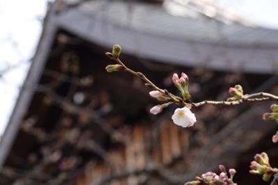 ぶらっと標本木　～2016年　東京の桜、開花しました！～