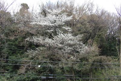 八幡山の山桜は７、８部咲きです