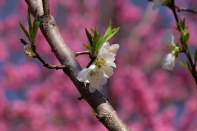 古河　桃まつり　「ようこそ日本一の花桃の里へ」　下