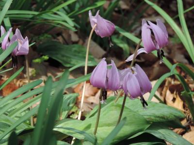 早春の花　三毳山