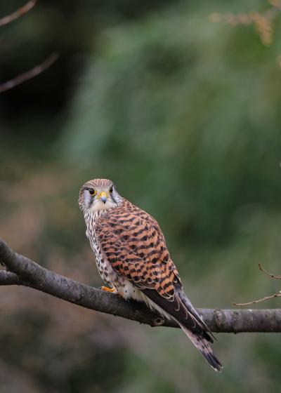 野鳥撮影記録（2016年3月ーその6)　谷戸