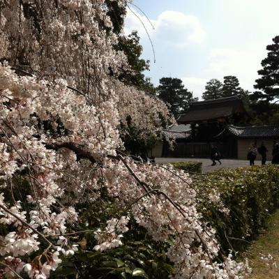 H２８年　３月２３日　御所の枝垂れ桜　満開