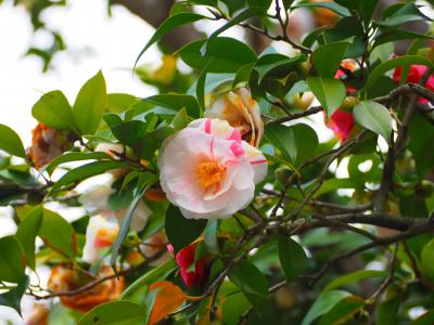 花と国宝仏、白毫寺の五色の椿と新薬師寺の国宝十二神将