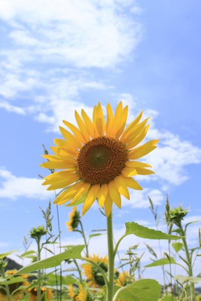 夏の元気なツーリング、いざ、「晴れの国」へ(≧∇≦)ﾉ