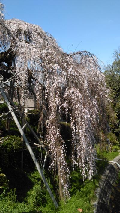 2016　若樫の百滝桜