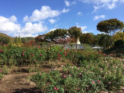 花フェスタ記念公園