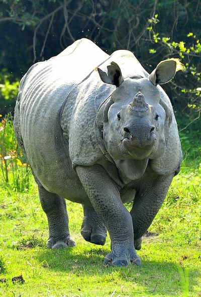 インド アッサムの休日 1犀・鳥・錦蛇