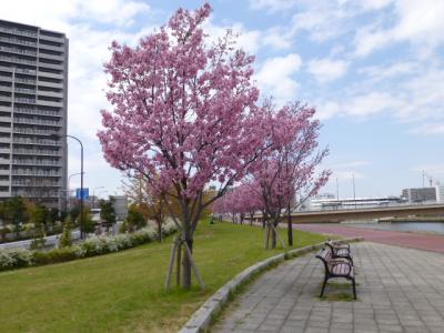 汐入公園で満開の陽光桜