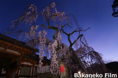 奈良　氷室神社の枝垂れ桜　夜間撮影