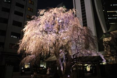 新宿常圓寺のライトアップされた枝垂れ桜