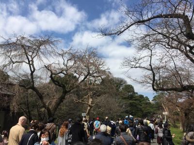 皇居の乾通り一般公開。桜はまだまだです。