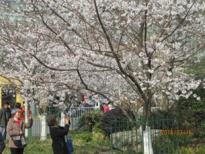 上海の魯迅公園・2016年・桜