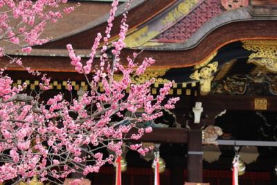 冬の京都・梅の名所めぐり～北野天満宮・二条城～