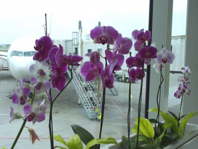 石垣島　台風と鉢合わせ　１