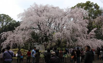 お江戸の大名庭園六義園で枝垂れ櫻を観る