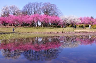 古河桃まつり/PEACH BLOSSOM festival in KOGA