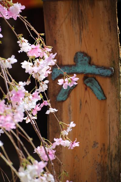 京都を歩く(234)　2016年の桜　ゆるりとスタート