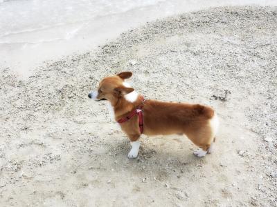 犬連れ、冬の沖縄ビーチリゾート?【1】