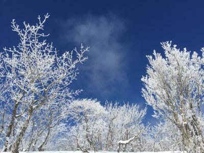 ★気温が下がったので、いい雪が・・・・芸北国際再び!!