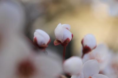 桜sakura旅Part２　愛知県緑化センターで、春の花の観察会に♪