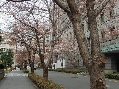 三部咲の江戸桜通りを歩く