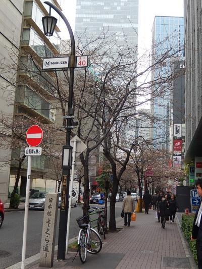 三分咲きの日本橋桜通りを歩く