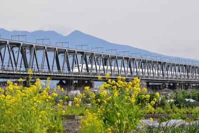 富士川河川敷から眺める富士山・菜の花・鉄道の絶景（静岡）