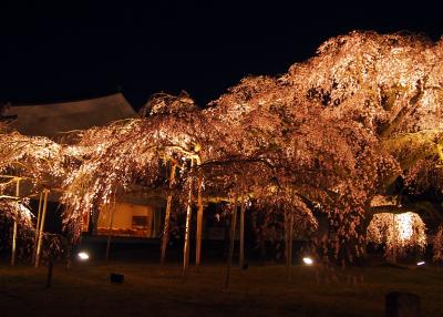 醍醐寺の夜桜に酔いしれる&大原三千院