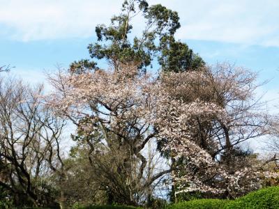 久しぶりの日本、桜の開花を待ちわびる