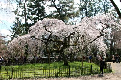 下鴨神社から御所へ