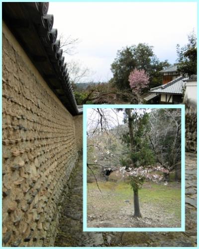 桜には早かった奈良　1　３月末の桜は、これくらいでした^^;