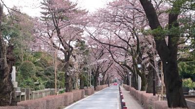 青山霊園など