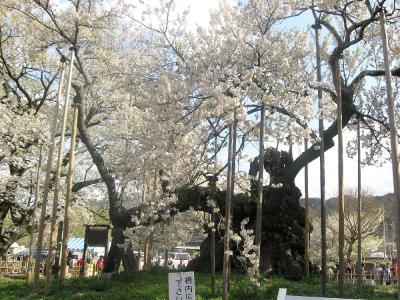春のお勧めスポット―(1)桃源郷と山高神代桜