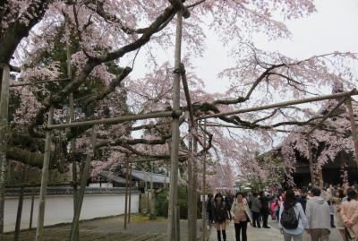 2016春、京都の桜巡り（1/13）：3月30日（1）：醍醐寺（１）：名古屋駅からバスで京都へ、醍醐寺境内の枝垂れ桜、唐門