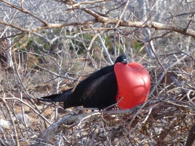 独自の進化を遂げた動植物と会えるガラパゴス諸島