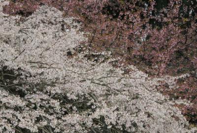2016春、京都の桜(4/13)：醍醐寺(4)：大玄関、庫裏、宗務本庁、道標、茶席、枝垂れ桜