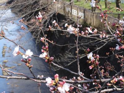 桜は最高に癒されますね！