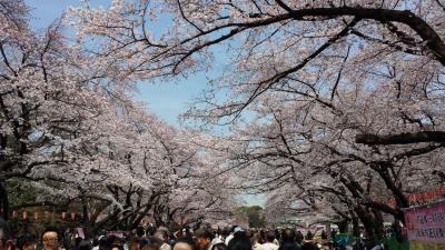 春爛漫ー上野公園は桜色に染まる♪ちょこっと近所の春模様も・・・