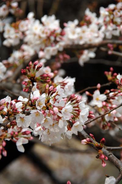 八幡背割堤の桜・開花調査３