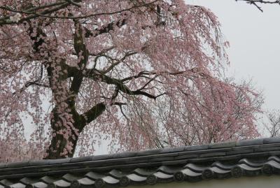 2016春、京都の桜(5/13)：醍醐寺(5)：三宝院境内の枝垂れ桜、下醍醐寺の枝垂れ桜、山桜