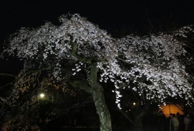 2016春、京都の桜巡り（13/13）：3月30日（13）：宇治平等院（2）：ライトアップされた宇治平等院、絵ハガキなどでの紹介