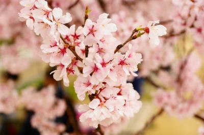 日本最古のため池に珍鳥が・・・キタ━━(ﾟ∀ﾟ)━━ !!!!!