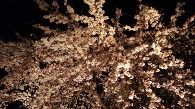 レンタサイクルで巡る春の京都③～哲学の道、銀閣寺、錦市場、二条城編～